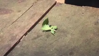 insecte feuille