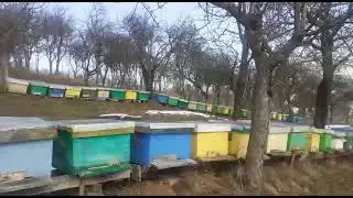 Apicultura in Cluj, dezvoltarea familiilor de albine primavara. 🌸🐝🐝🐝