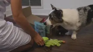 June 2017 Bark Box