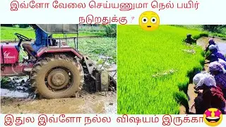 Rice cultivation part 1 :  rice farming complete guide from seeds to harvest tamil