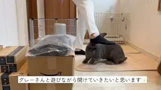 Amazonプライムデー最終日‼️巨大うさぎと遊びながら購入品開封|ω･)ㄘﾗｯ♥