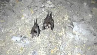 c. frithii.formosanus.MOV