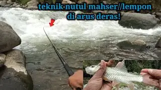 NUTUL MAHSER// LEMPON DI ARUS DERAS, SENSASINYA EMANG GOKIL! 