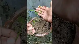 🌹How to Grow Rose Plants from Cuttings Fast | #GrowingRoses #shorts #Rose #viralvideo