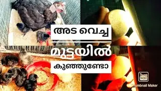നാടൻ കോഴിയെ അട വെക്കുന്നത്/CANDLE TEST ON EGG/മുട്ടയിലെ കുഞ്ഞുങ്ങളെ കാണണ്ടേ/silmiyas wonderland