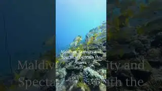 Maldives: Serenity and Spectacle Beneath the Waves