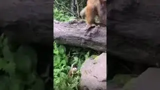 Baby monkey falls down