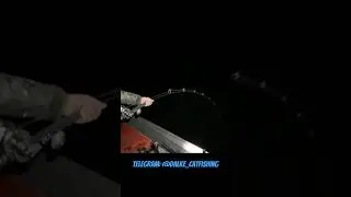 Catfish fighting / Битва с сомом 2,5 метра  #рыбалка #сом #ловлясома  #eurosom #vitalidalke #catfish