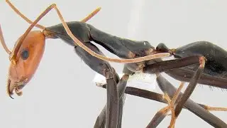 Rakkaholics Anonymous Speedrun Spiderant%