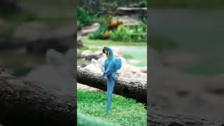 Majestic Macaw Parrot &ndash; The Most Colorful Bird | #Shorts #Macaws #vibrantbirds