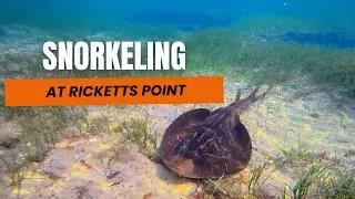 Snorkeling Ricketts Point Melbourne | Marine Life, Reefs & Banjo Ray!