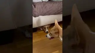 Corgi siblings messin&rsquo; with each other #corgis #corgipuppies #corgisiblings #maisyandmyles