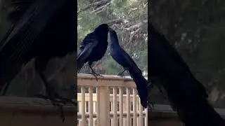 Cool sound expert, great tailed Grackles #birds #nature #grackle #texas #usa