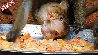 Big food after big rain! Baby Elpida fast drink milk and fruit after big rain finish by deep starve