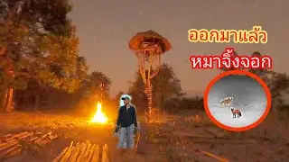 นอนห้างต้นข่อย ถอดตะปูเตรียมไม้ทำกระท่อมใหม่ ตกดึกเจอหมาจิ้งจอกหากินใกล้ๆกระท่อม 05/02/69