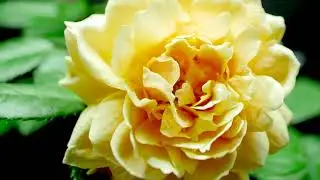 Proven Winners&reg; ColorChoice&reg; Flowering Shrubs - 2021 Commercial - Version Fran&ccedil;aise