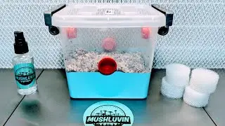Easy Mushroom Growing: How to Initiate Fruiting Conditions for your Monotub
