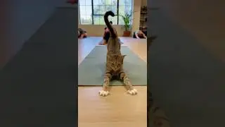 When a Cat Randomly Becomes the Yoga Master Stretching Calmly #YogaLife #CatLovers #Relaxation