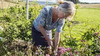 Staudebedet - Sensommer behandling og tilbageblik
