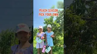 Peach Picking | Fun fruit picking #shorts #reels #niagara