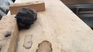 Angry Bat