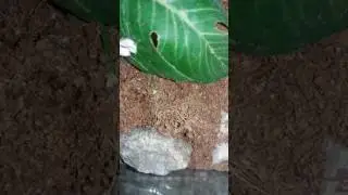 Wolf Spiders hatching (Trochosa ruricola)