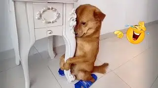I Can&rsquo;t Believe These Dogs Are Still This Funny 😂 Best Funny Dog Videos of 2026 🐶