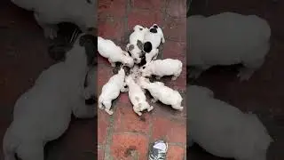 French bully gave birth to 8 babies naturally ///@French bully gave birth to 8 babies naturally