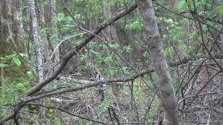 Jim Oswalt 2016 Turkey Hunt