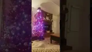 Cyndi Reed's live broadcast