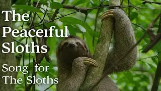 Hanging in Harmony | A Sloth&rsquo;s Peaceful Jungle #slothlife #naturewonders #wildlife #songnew