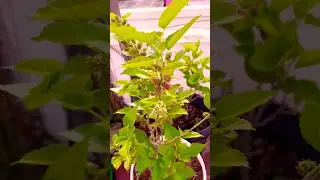 How to maintain Mulberry plant ? 🤔 #tips #goodidea #gardening #viral #new #mulberryfruit #garden