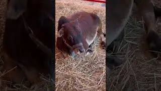 Miniature Zebu Cow #shorts