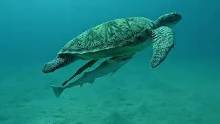 Mit der GoPro Hero11 bei Scubaworld Makadi Bay