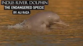INDUS RIVER DOLPHINS | THE ENDANGERED SPECIE in (Urdu/Hindi)
