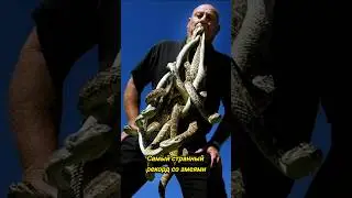 Странный рекорд со змеями #shorts #змеи #рептилии #интересно