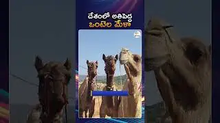 For The Annual Camel Fair Traders And Buyers Congregate In Pushkar