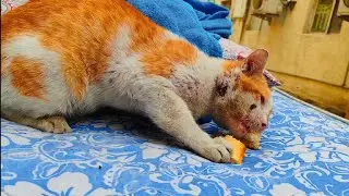 taking care of Sick stray Cat 🙀💦 & every time 🌿❤️🍞 I gave something to eat #kitten#streetcats#cats