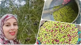 زيت الزيتون علوانة ب منطقة جبل الريف ♥