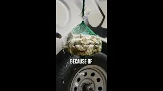 This Oyster Farm Makes $1.6M a Year 🦪💰