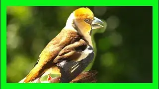Hawfinch Song! Hawfinch Call! Hawfinch Sound! - Picogordo Común Canto- Coccothraustes Coccothraustes