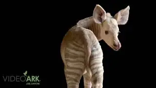 A two-month-old male okapi (Okapia johnstoni) at the Al Bustan Zoological Centre