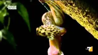 Lumache in Love - Slugs in Love