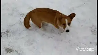 Лоял Элли Наоми (f. Mistycor Bedwyr & m. Winner Hund Jeorgetta)