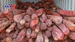 Red Sandal Smugglers Gang In Kadapa | Police Seized 50 Sandalwood  Logs | TV5 News