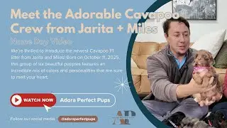 Познакомьтесь с очаровательной командой Cavapoo от Jarita + Miles ✨