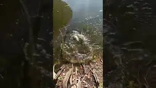 Spillway bass got eaten by big snook