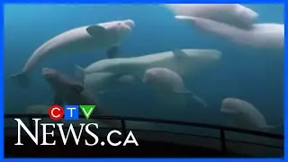 'Conditional' approval granted to send Marineland's remaining belugas to U.S. aquariums