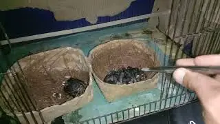 Let's feed the baby magpie robins!