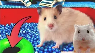 hamster escape from the maze to find food